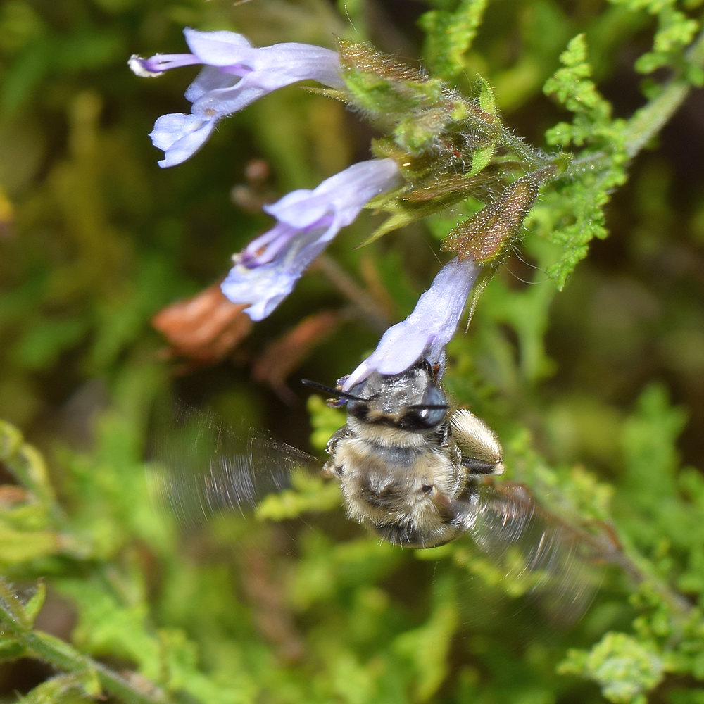 Bee.jpg