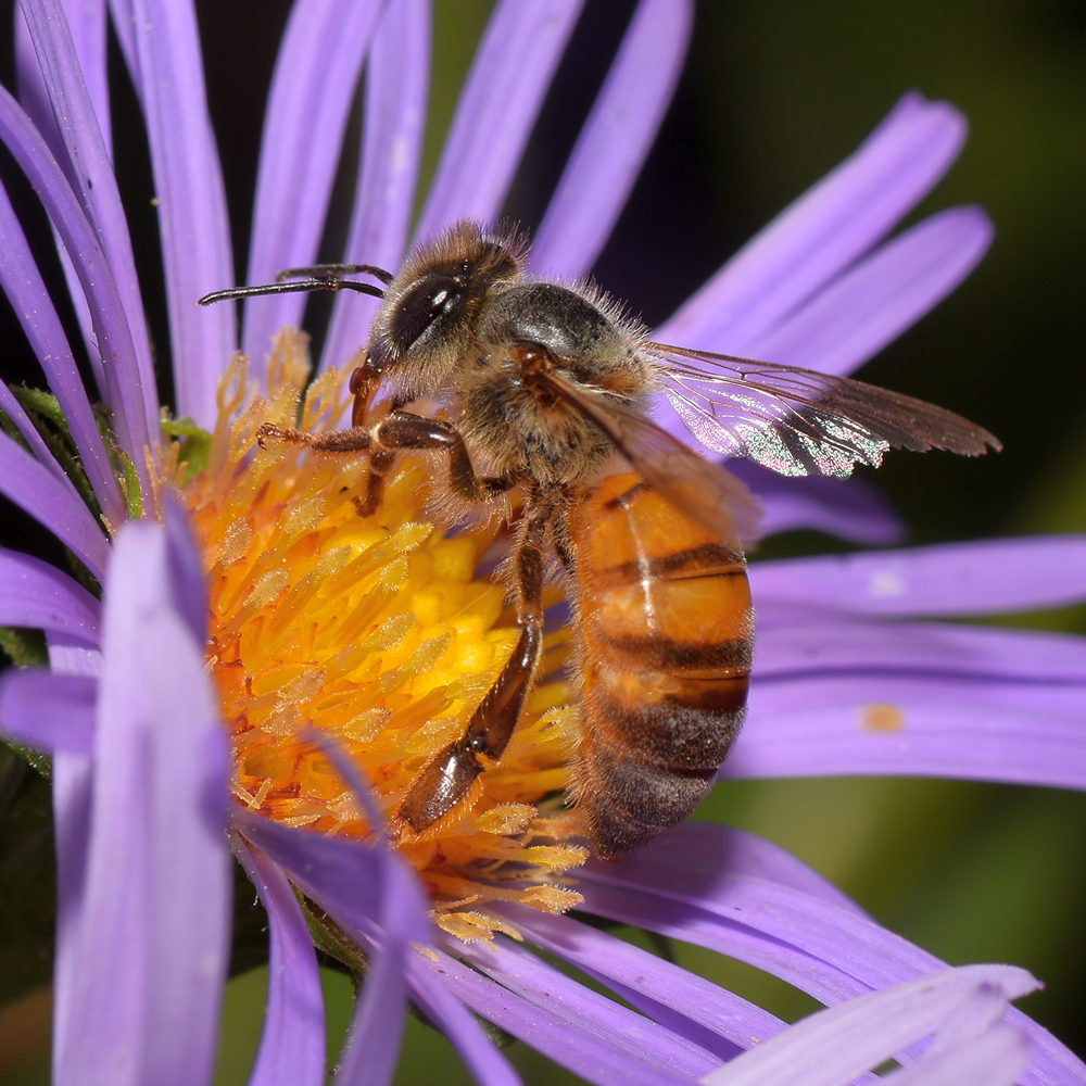 Bee.jpg