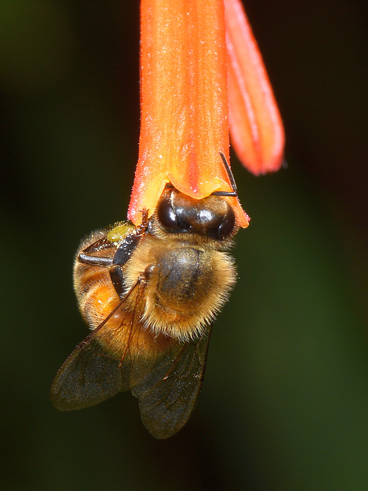 Bee.jpg