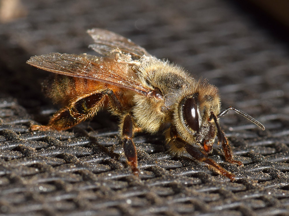 Bee.jpg