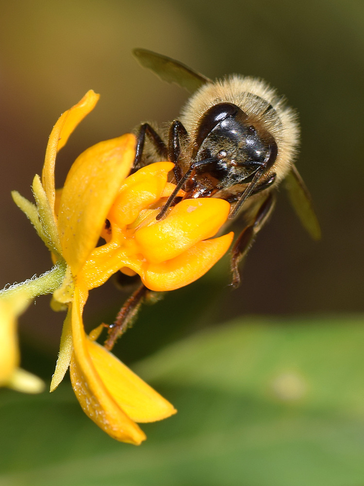 Bee.jpg