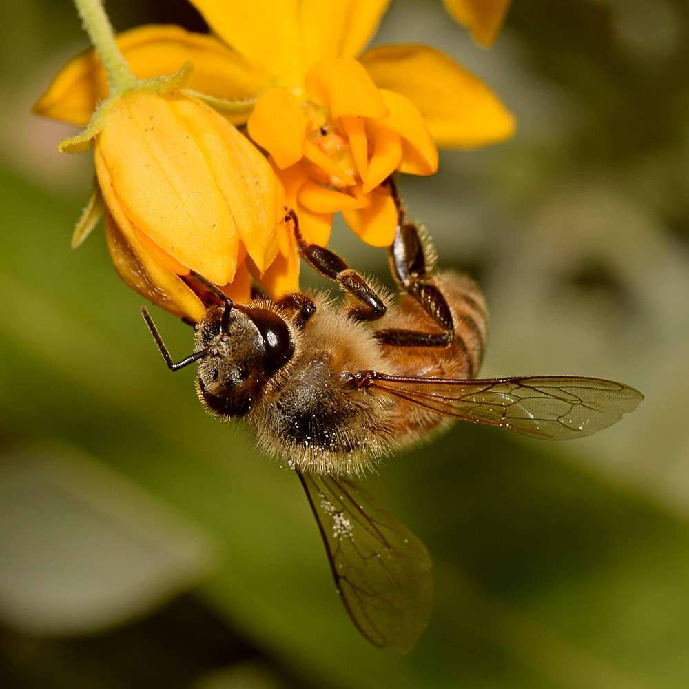Bee.jpg
