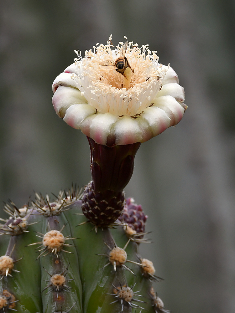 Bee.jpg