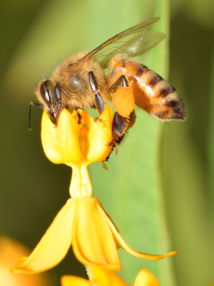 Bee.jpg