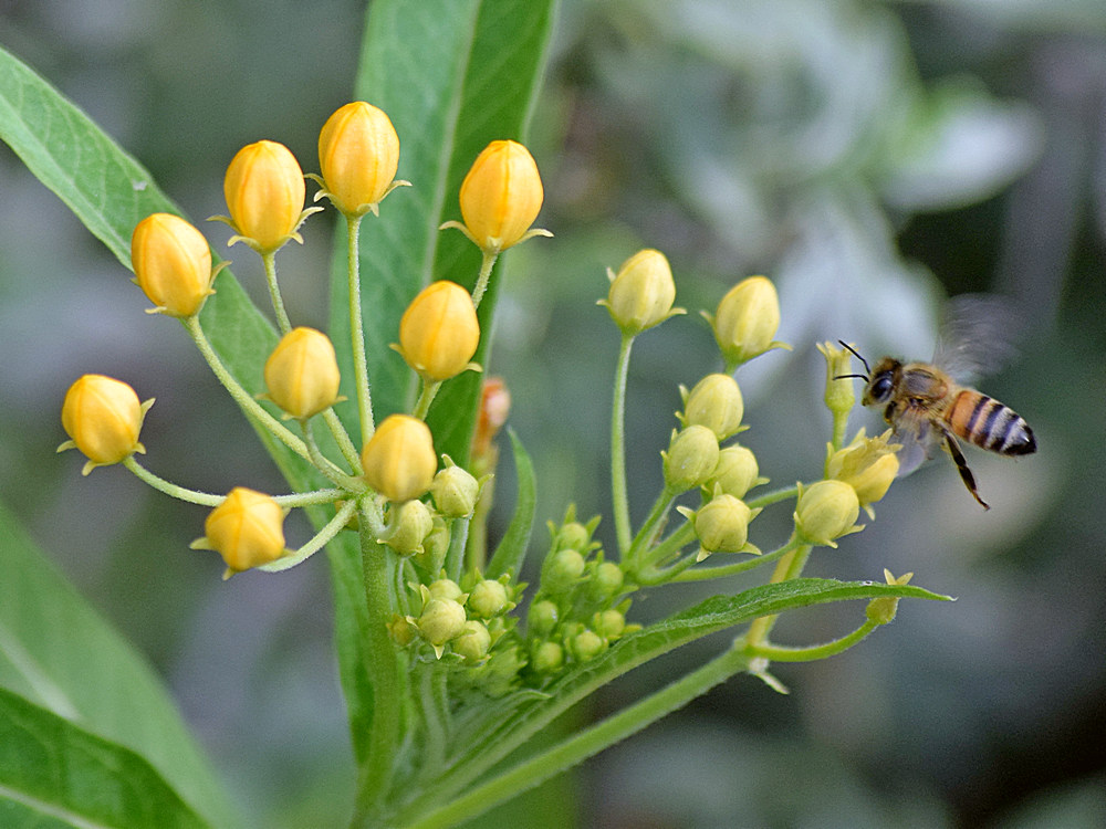 Bee.jpg