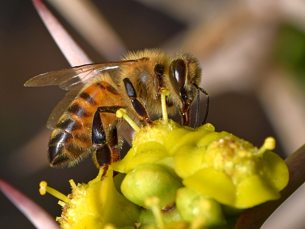 Bee.jpg