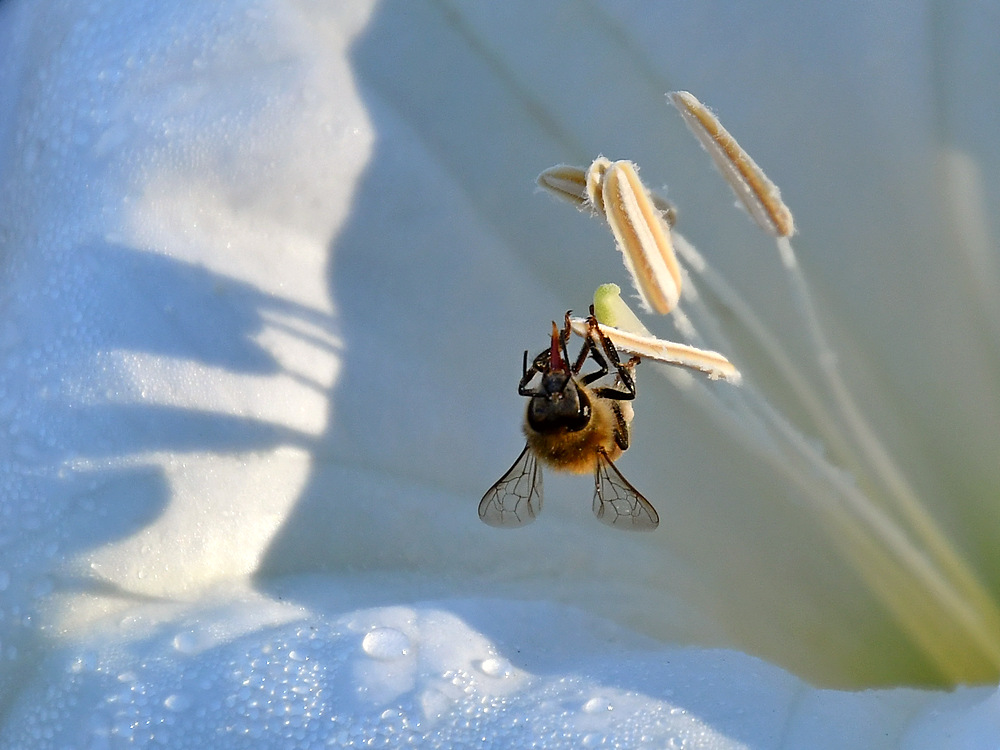 Bee.jpg