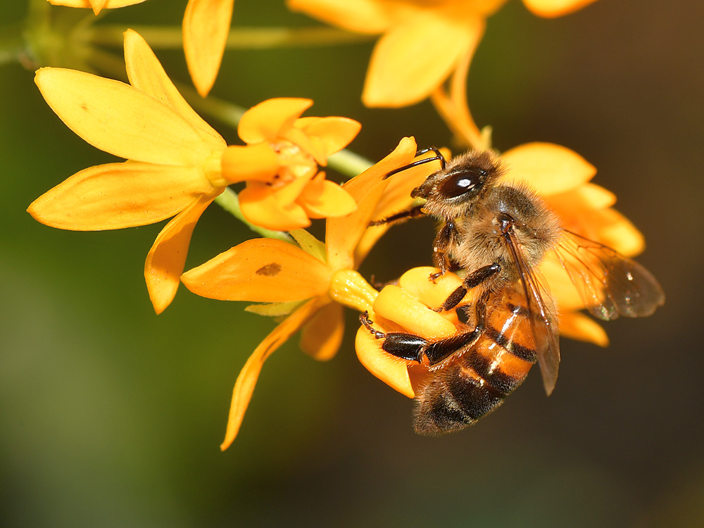 Bee.jpg