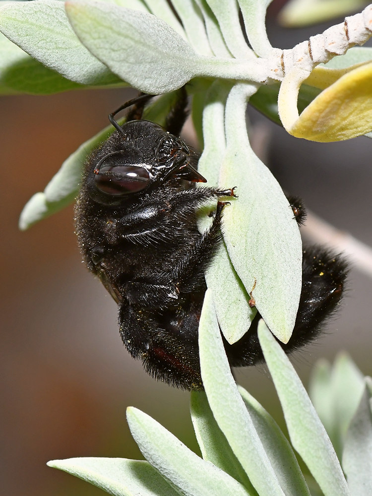 Bee.jpg