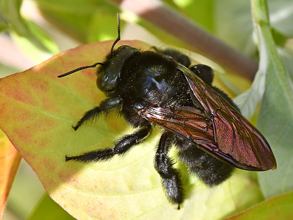 Bee.jpg