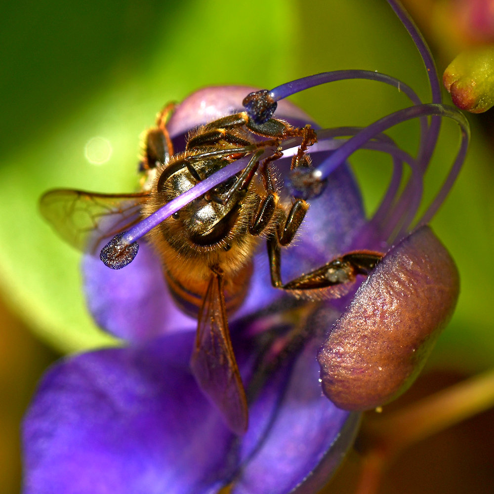 Bee.jpg