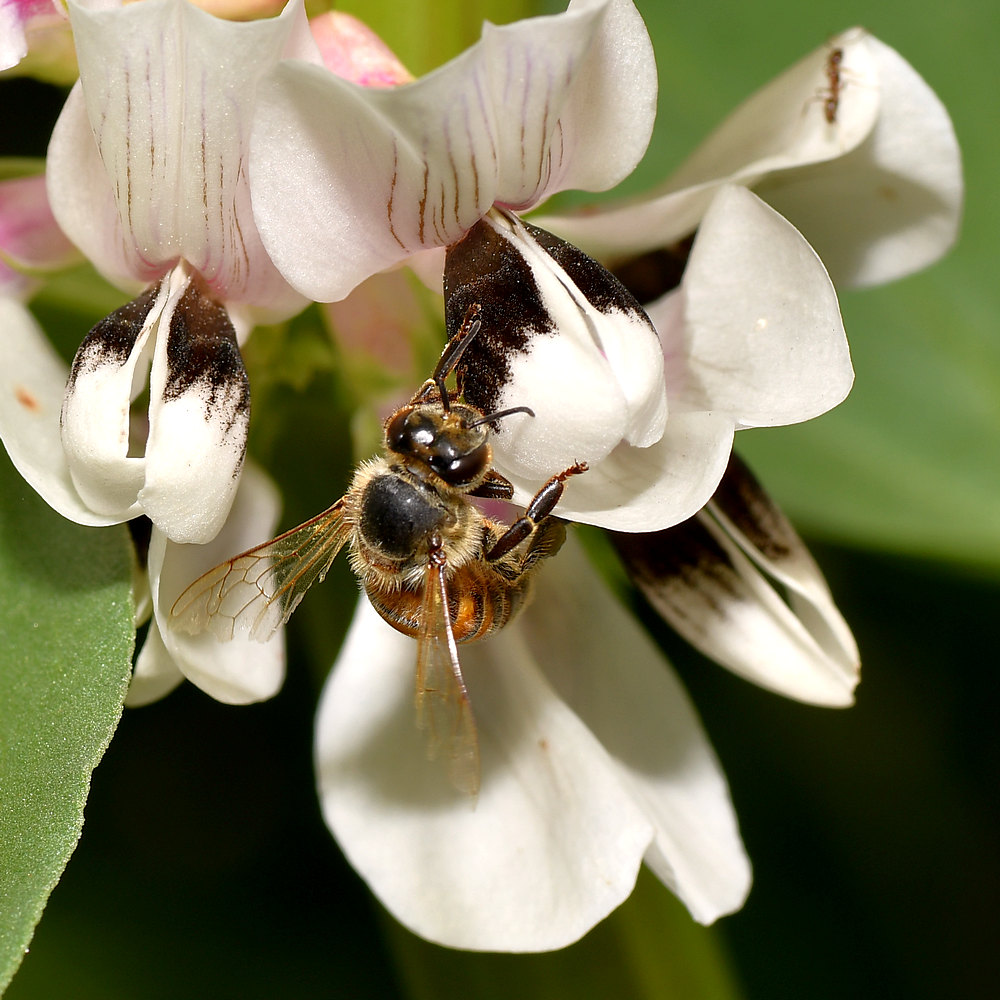 Bee.jpg