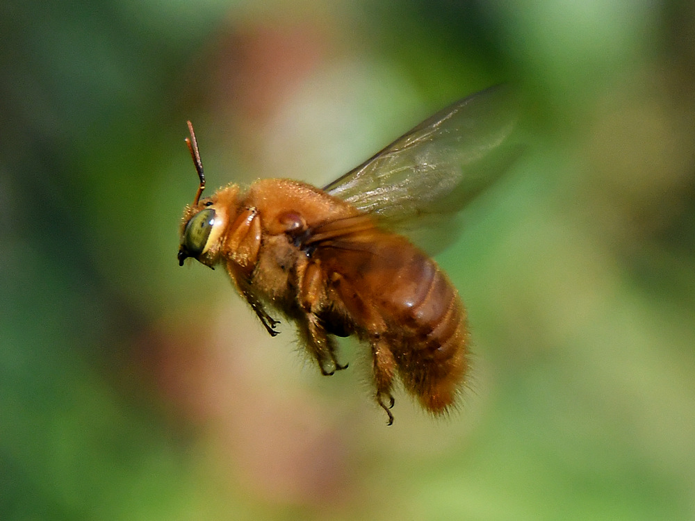 Bee.jpg