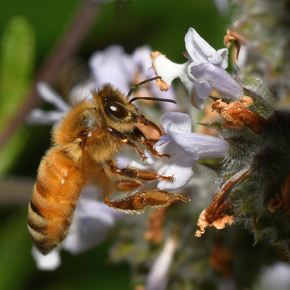 Bee.jpg