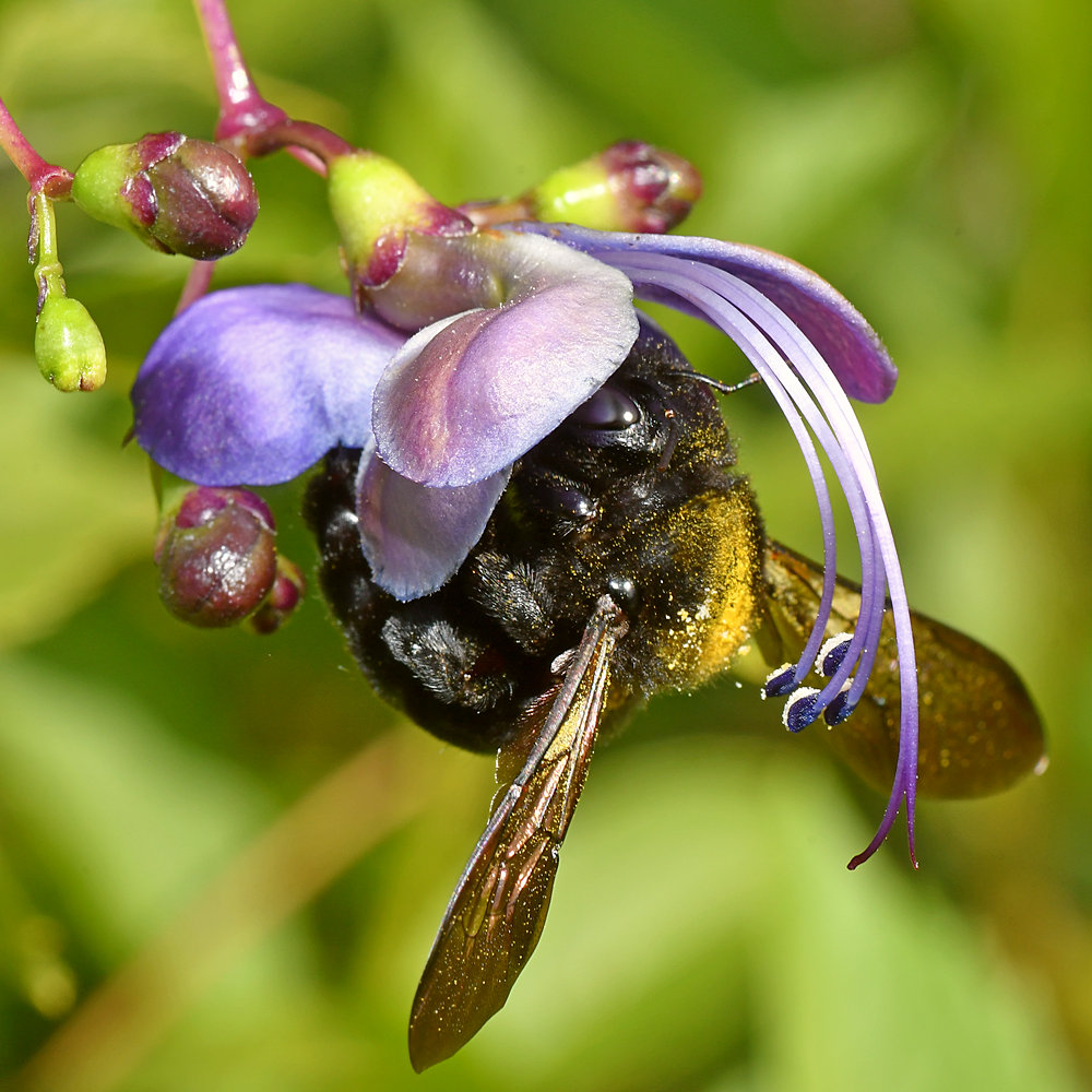 Bee.jpg