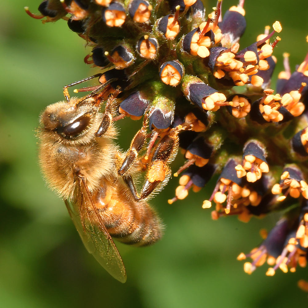 Bee.jpg
