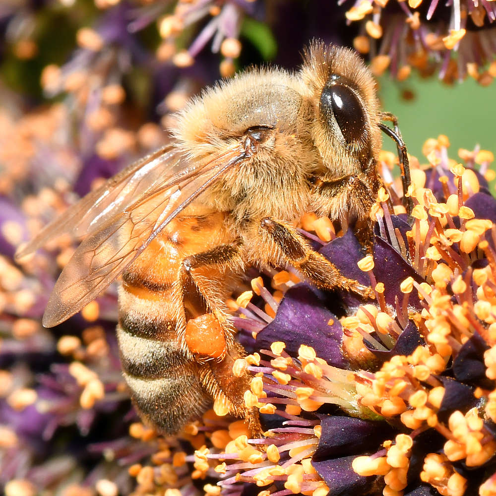 Bee.jpg