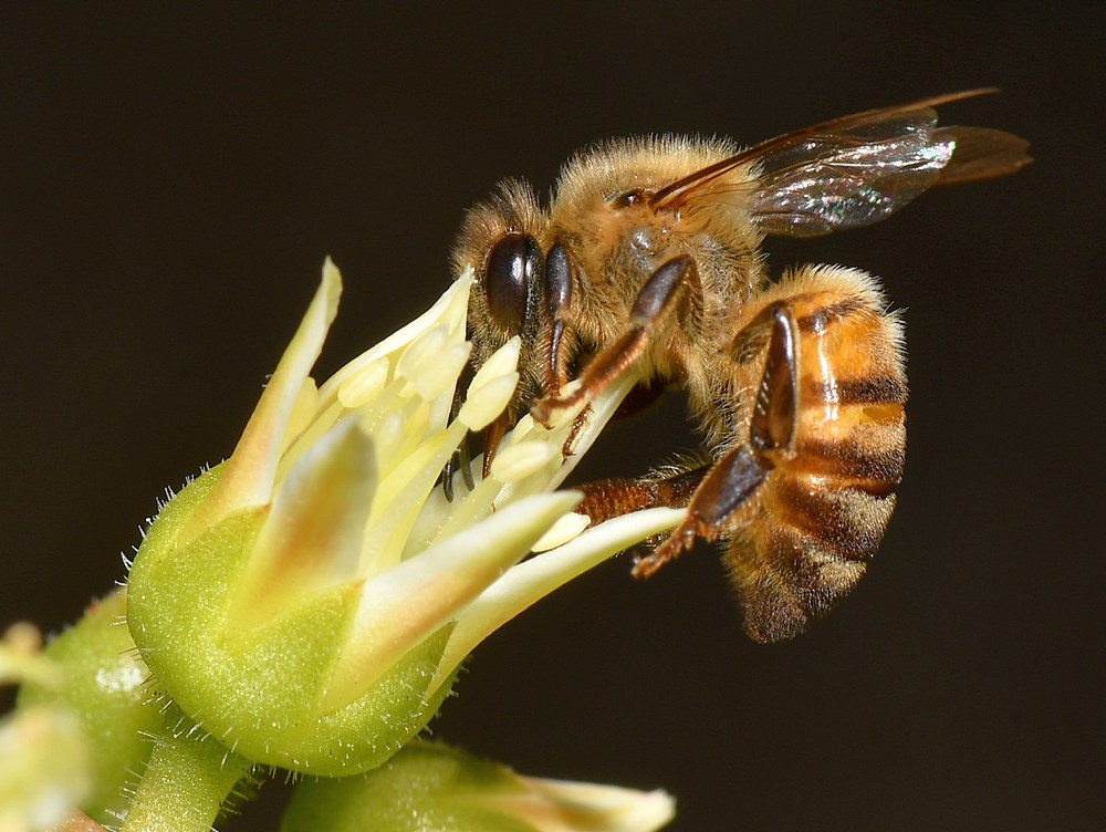 Bee.jpg