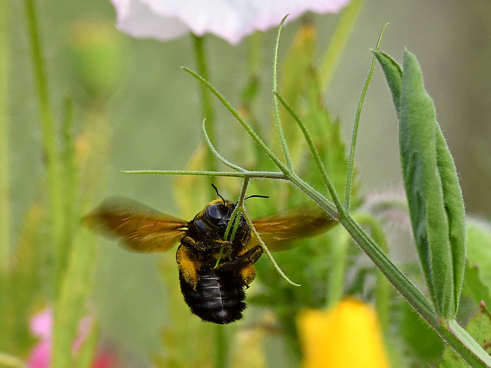 Bee.jpg