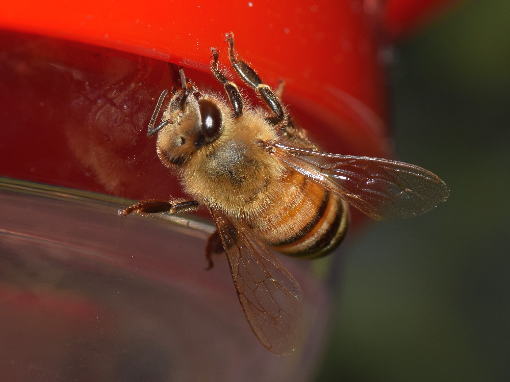 Bee.jpg
