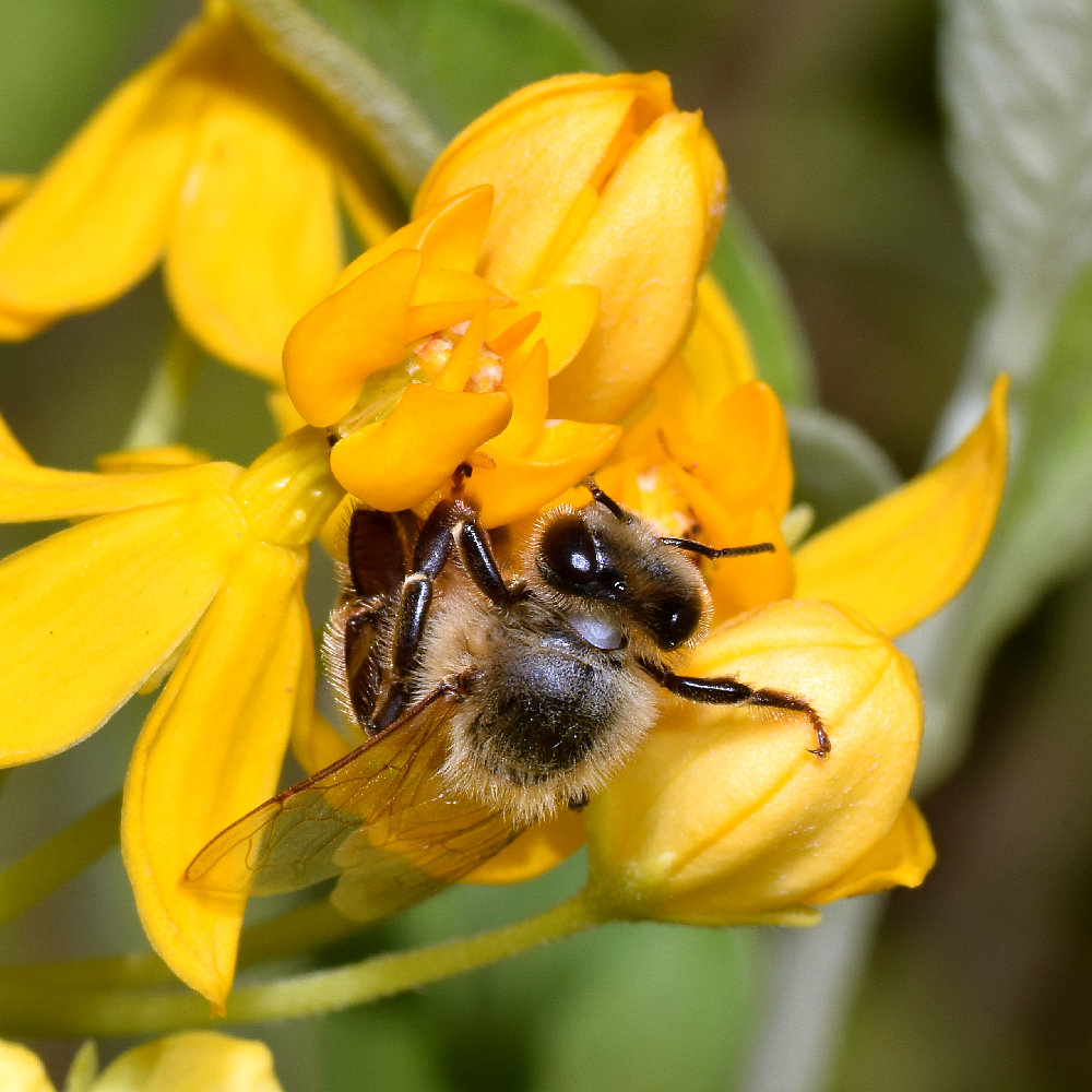 Bee.jpg