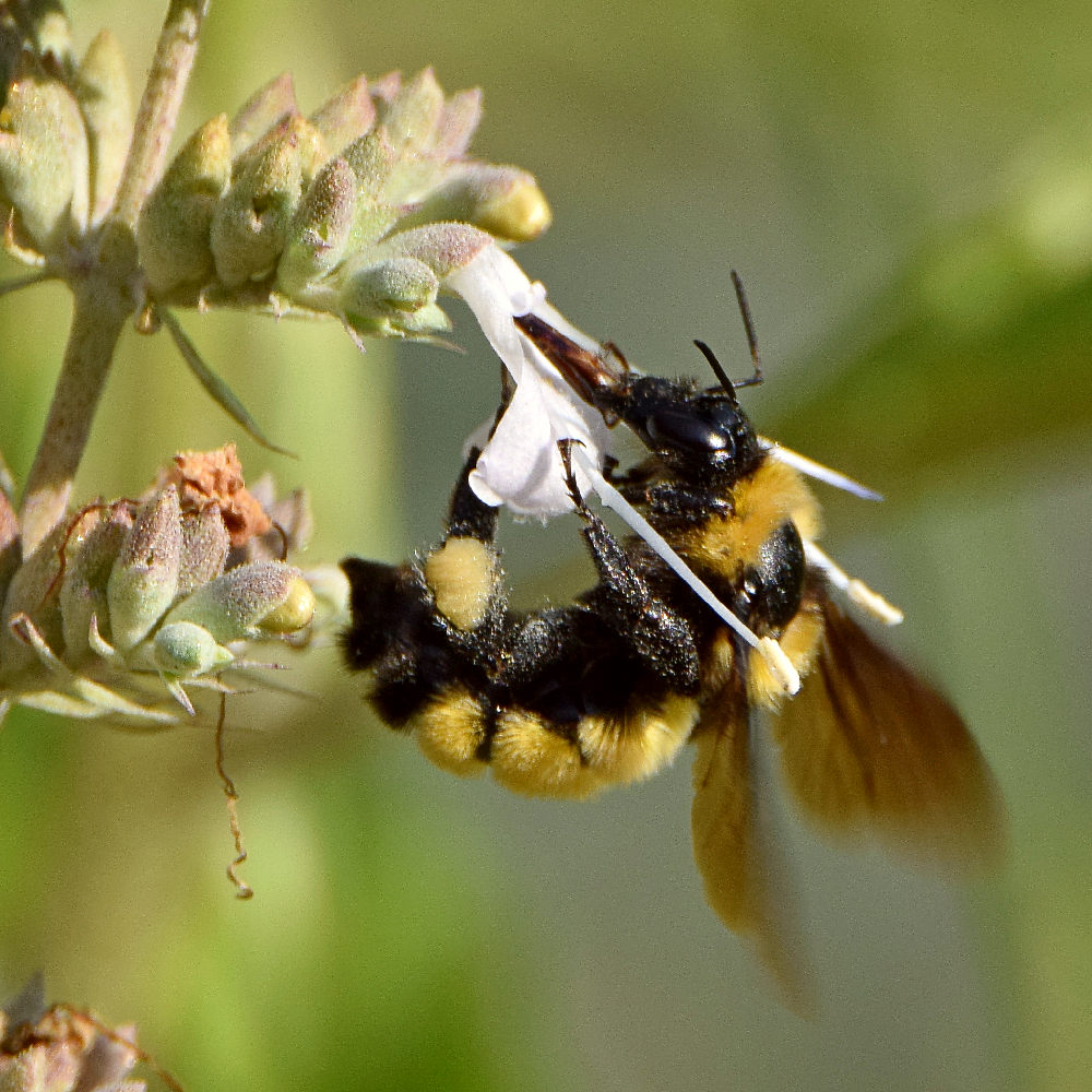 Bee.jpg
