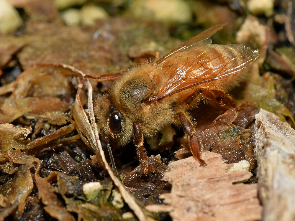 Bee.jpg