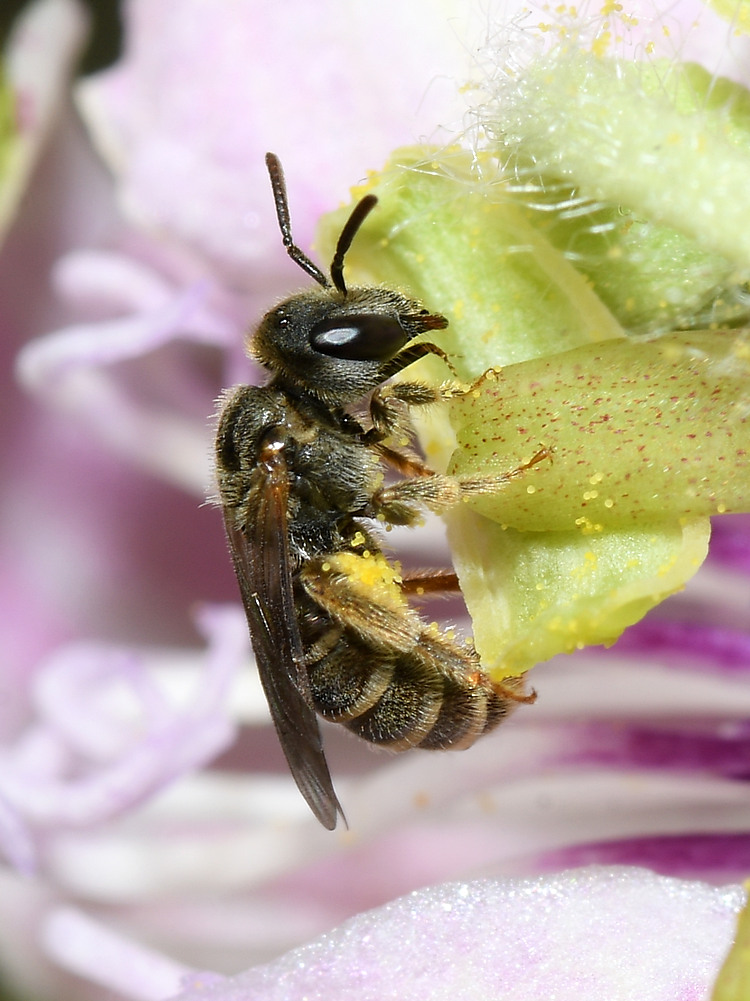 Bee.jpg