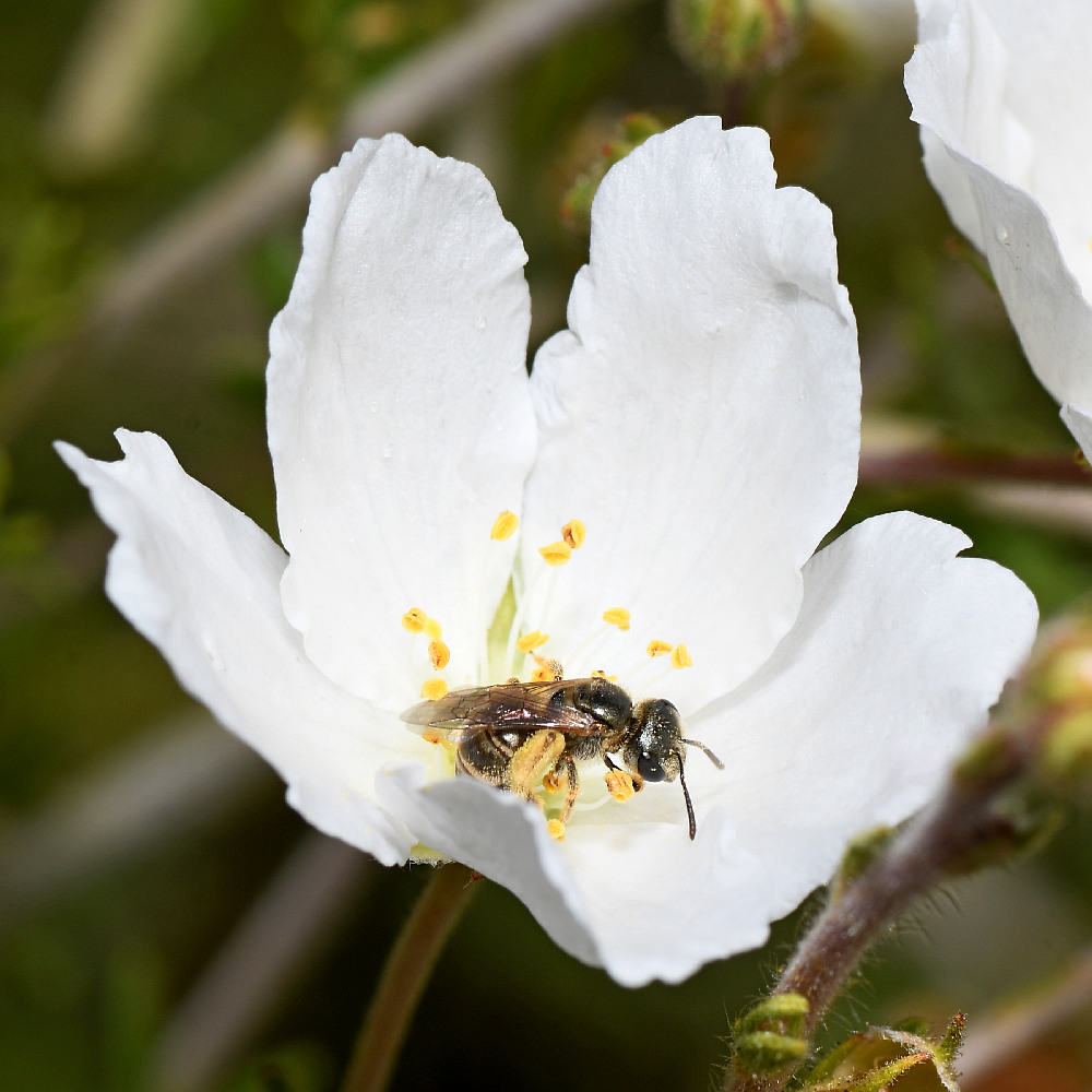 Bee.jpg