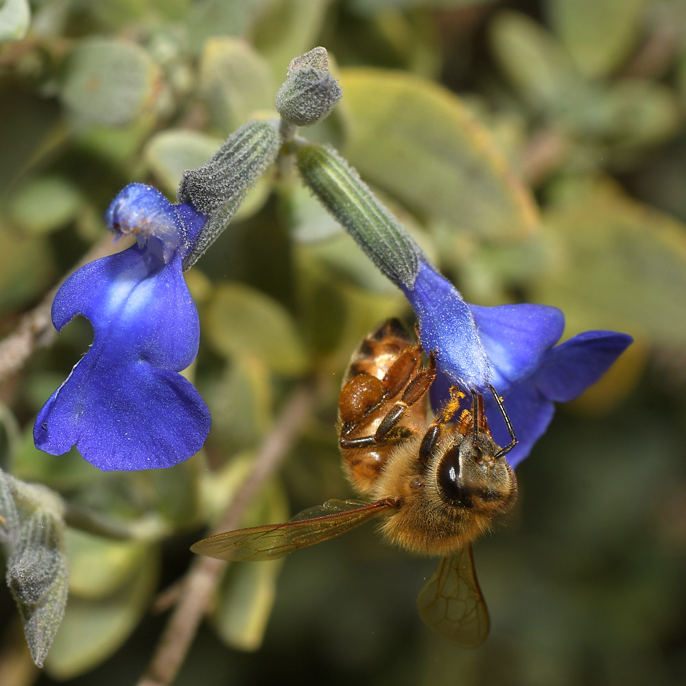 Bee.jpg