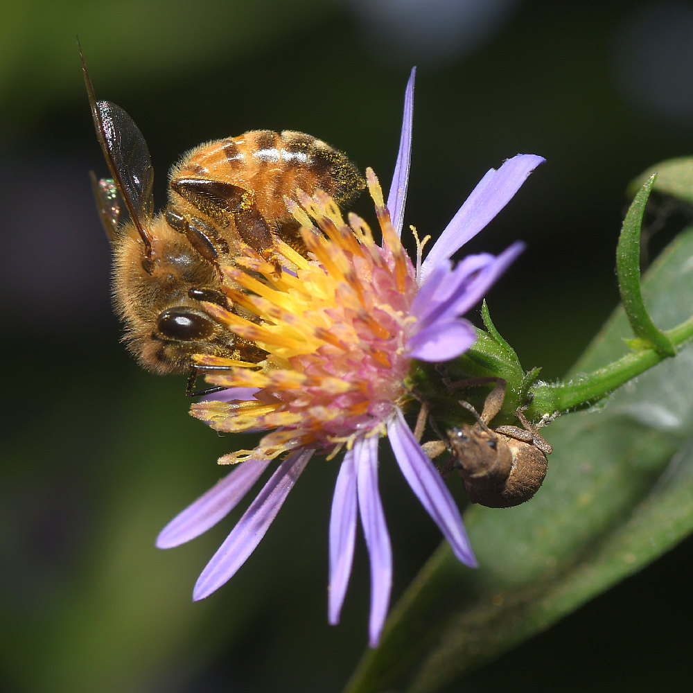 Bee.jpg