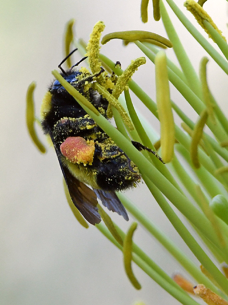 Bee.jpg