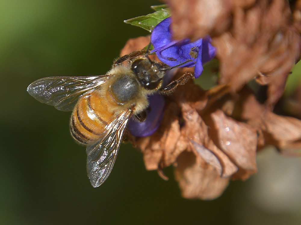 Bee.jpg