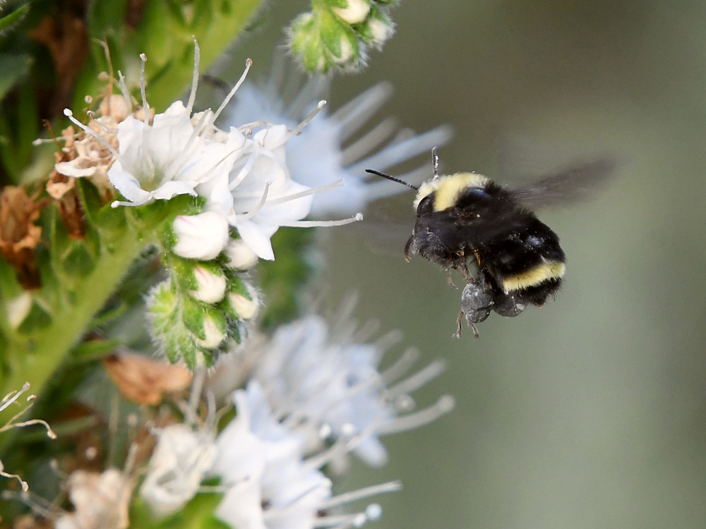 Bee.jpg