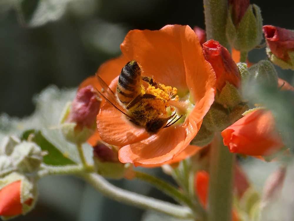 Bee.jpg