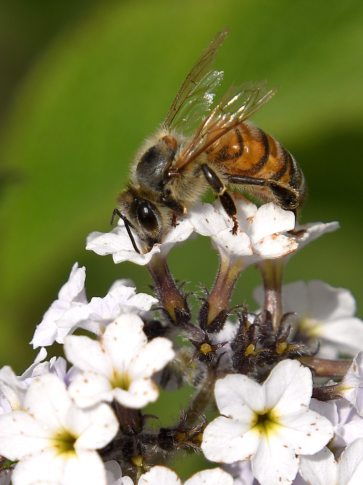 Bee.jpg