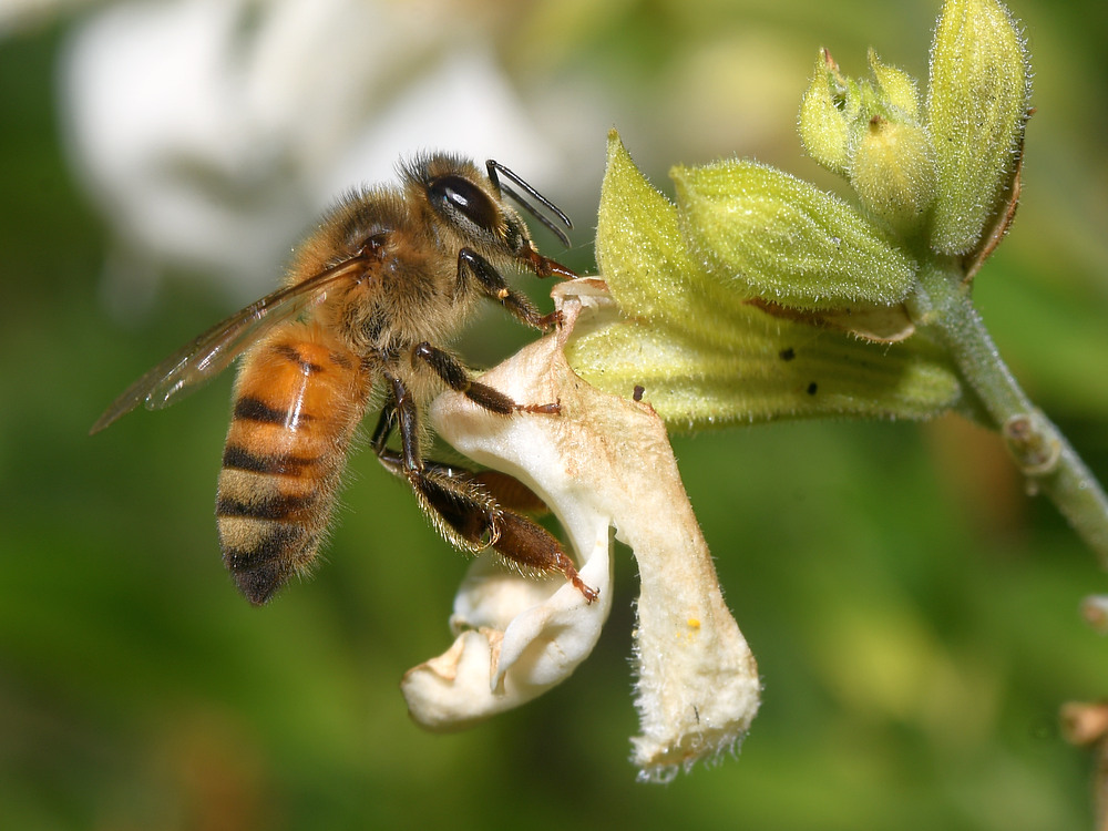 Bee.jpg