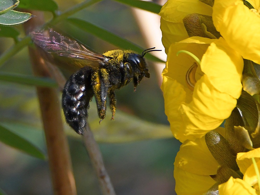 Bee.jpg