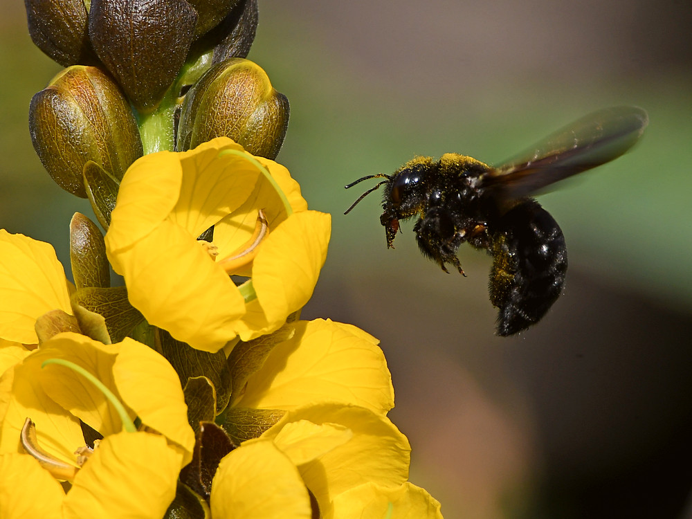 Bee.jpg