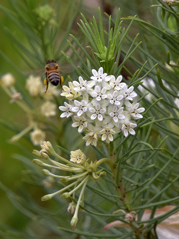 Bee.jpg