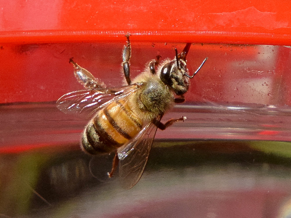 Bee.jpg