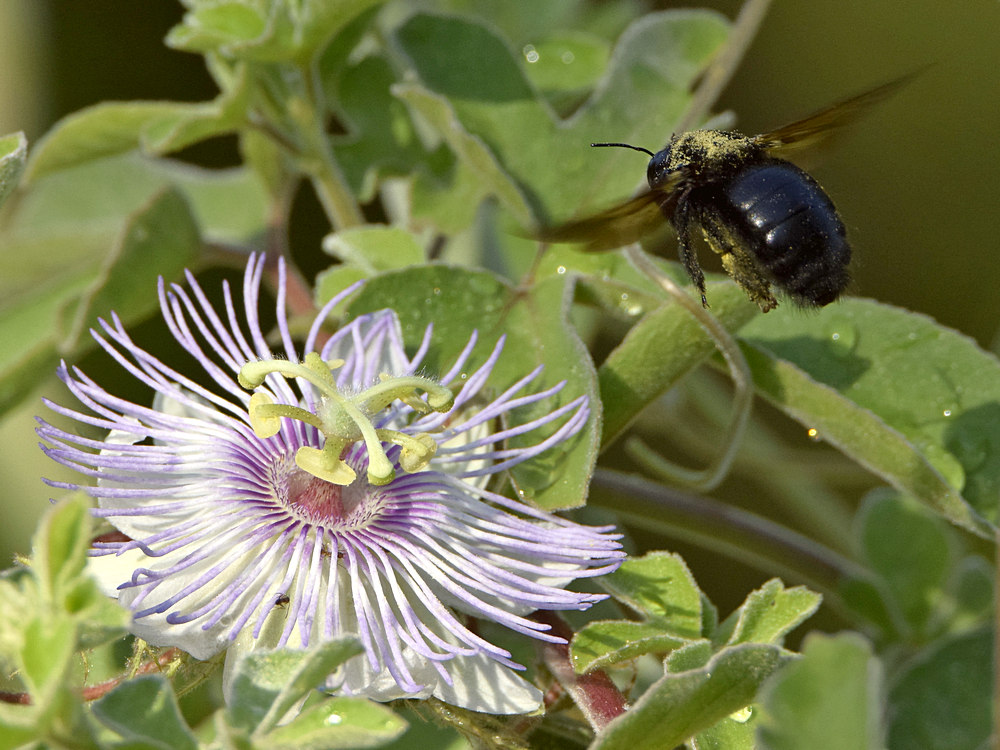 Bee.jpg