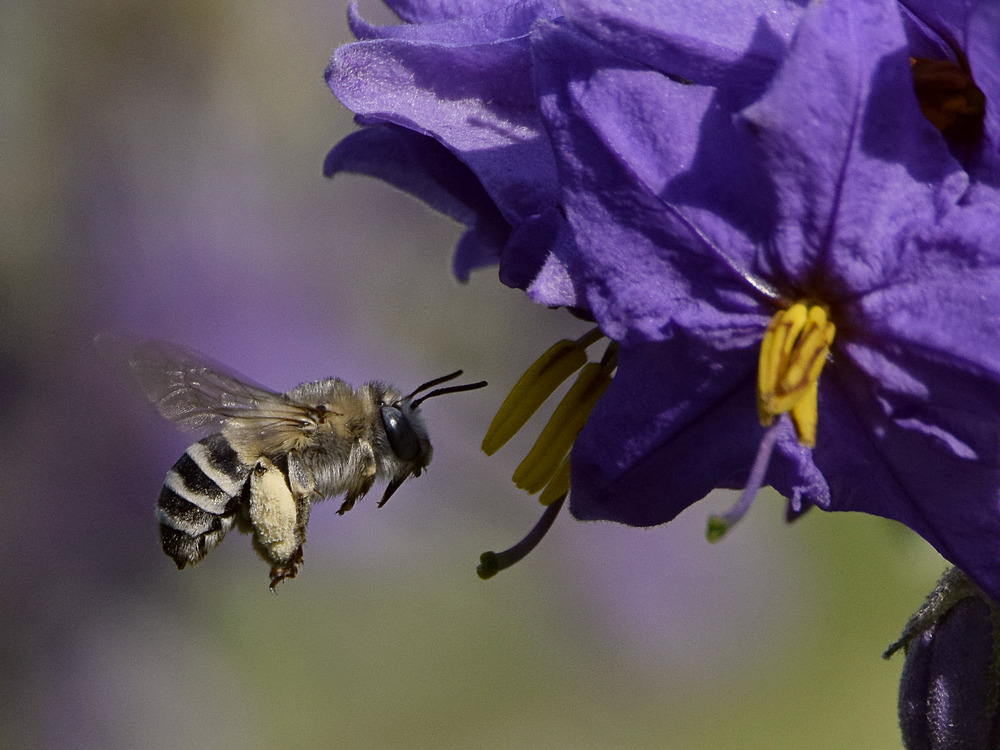 Bee.jpg