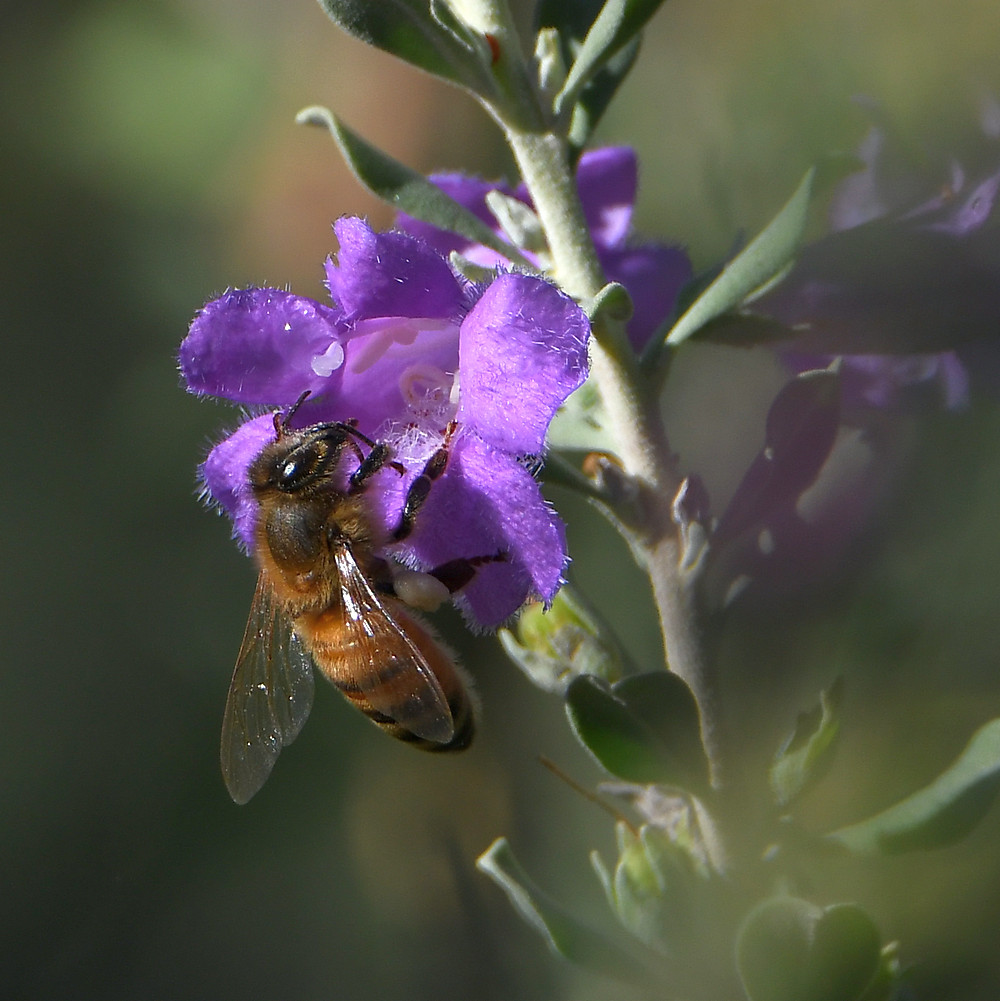 Bee.jpg