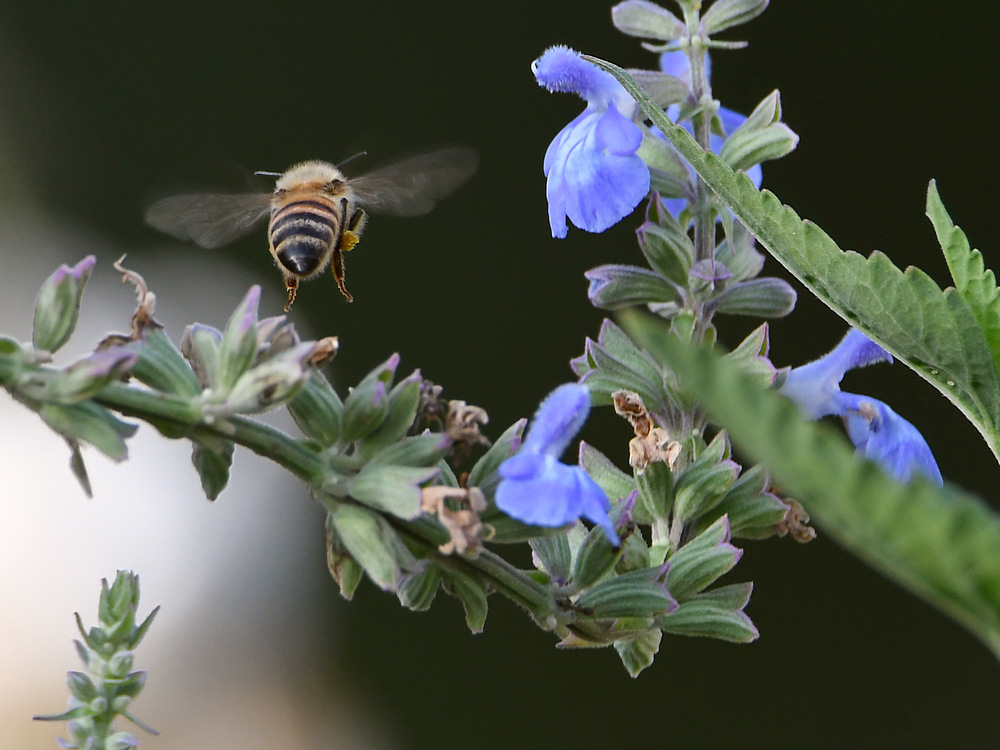 Bee.jpg