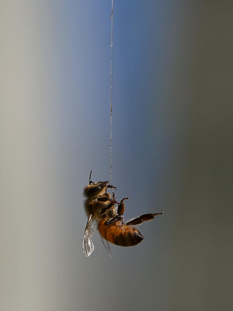Bee.jpg