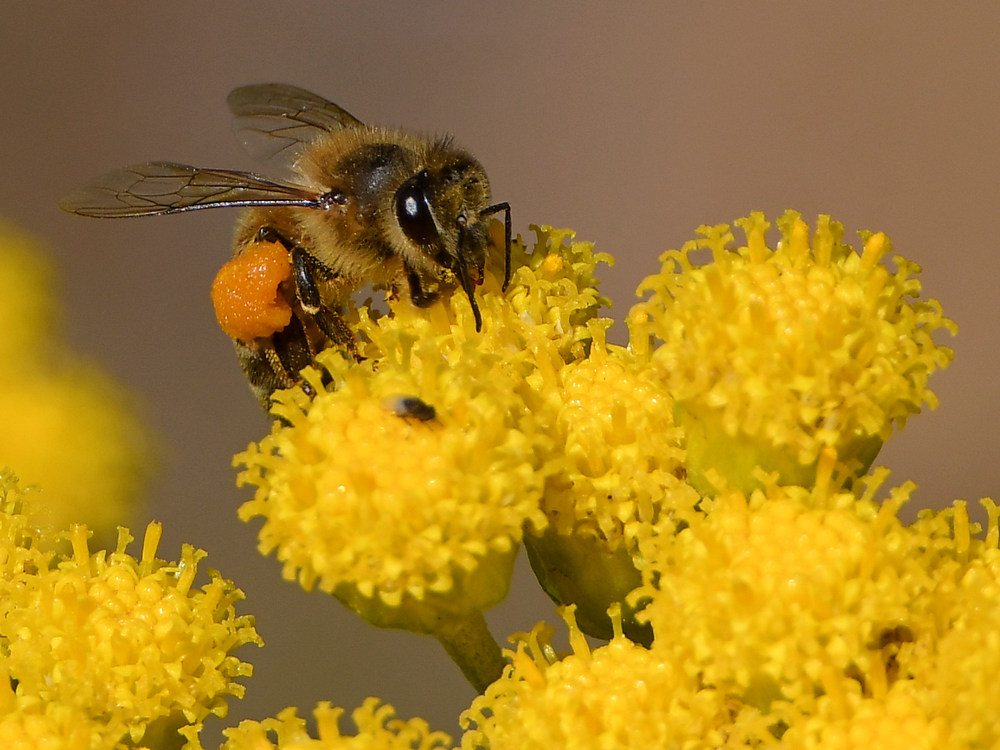 Bee.jpg