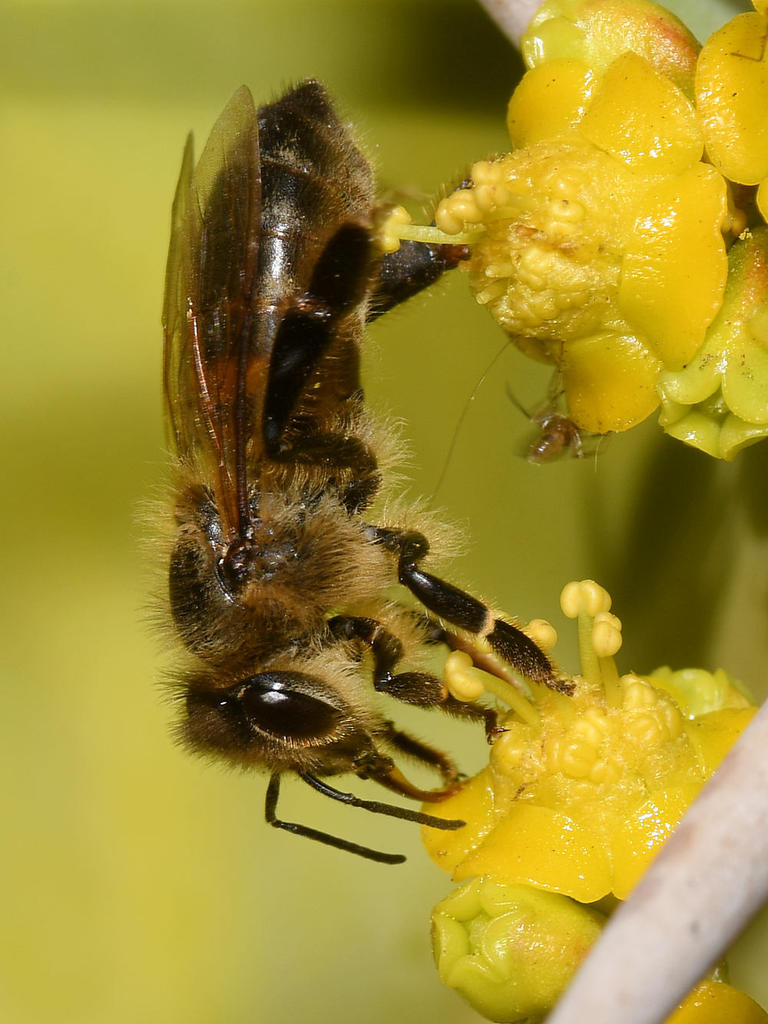 Bee.jpg