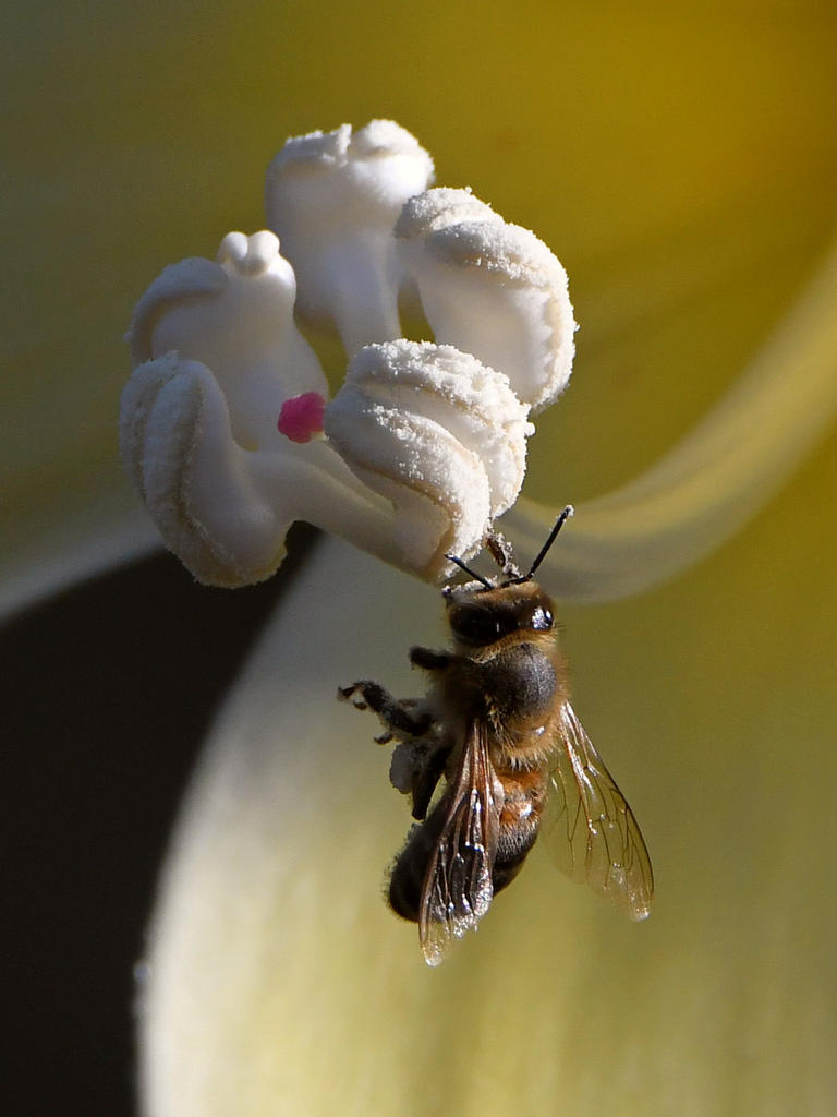Bee.jpg