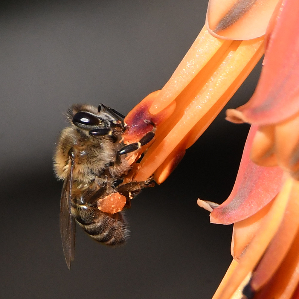 Bee.jpg